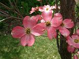 Dogwood Pink